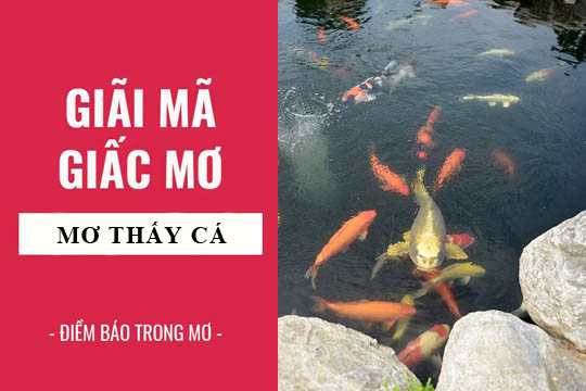 Nằm mơ thấy cá có điềm báo gì? Giải mã ý nghĩa và con số may